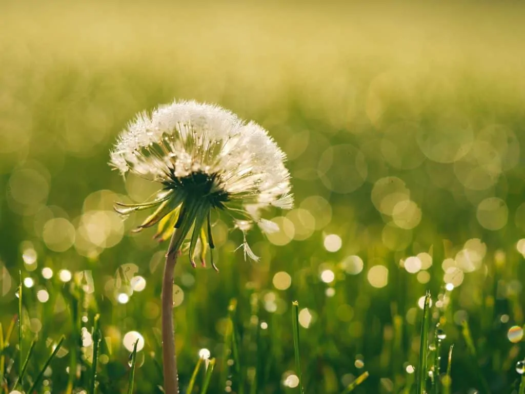 photo of a dandylion in a field denoting time: IMPORTANT CONSIDERATIONS WHEN LOOKING AT HSCT