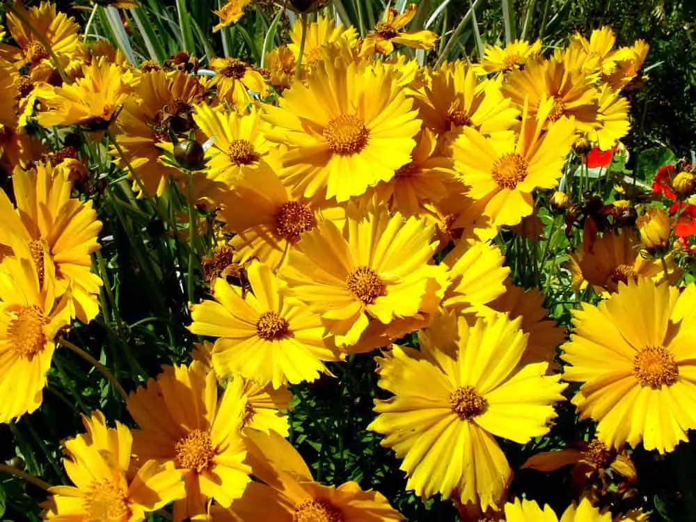 photo of yellow flowers in the sunshine representing the Coimbra protocol.