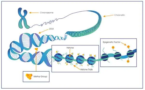 diagram showing how epigenetics affects cancer.
