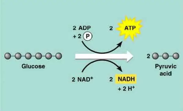 diagram showing how glycolysis works.