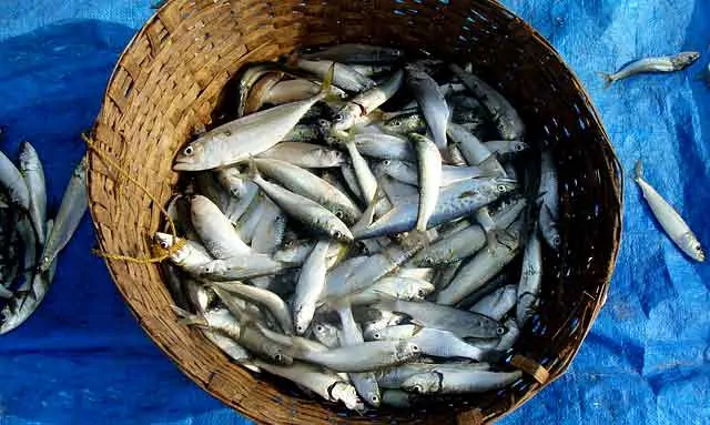 photo of small fish in a basket: Coimbra protocol diet.