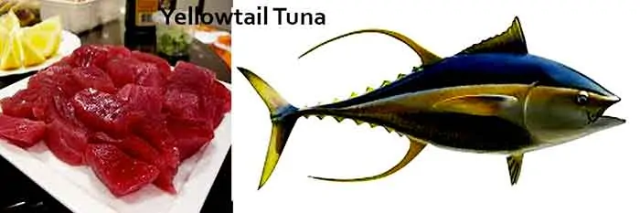 photo of fresh raw yellowtail tuna with a drawing of a tuna fish besides it.