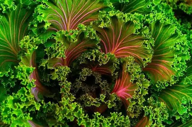 PHOTO OF KALE; best vegetables to eat on a keto diet.