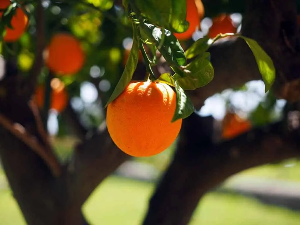 photo of an orange on a tree representing vitamin C: keto diet for cancer.