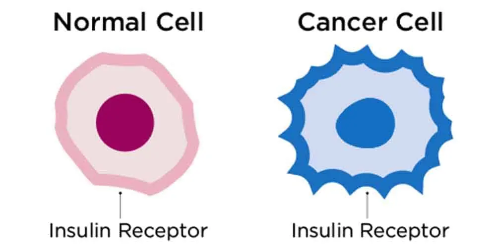 diagram showing how many more insulin receptors that cancer cells have compared to normal cells; keto diet for cancer.
