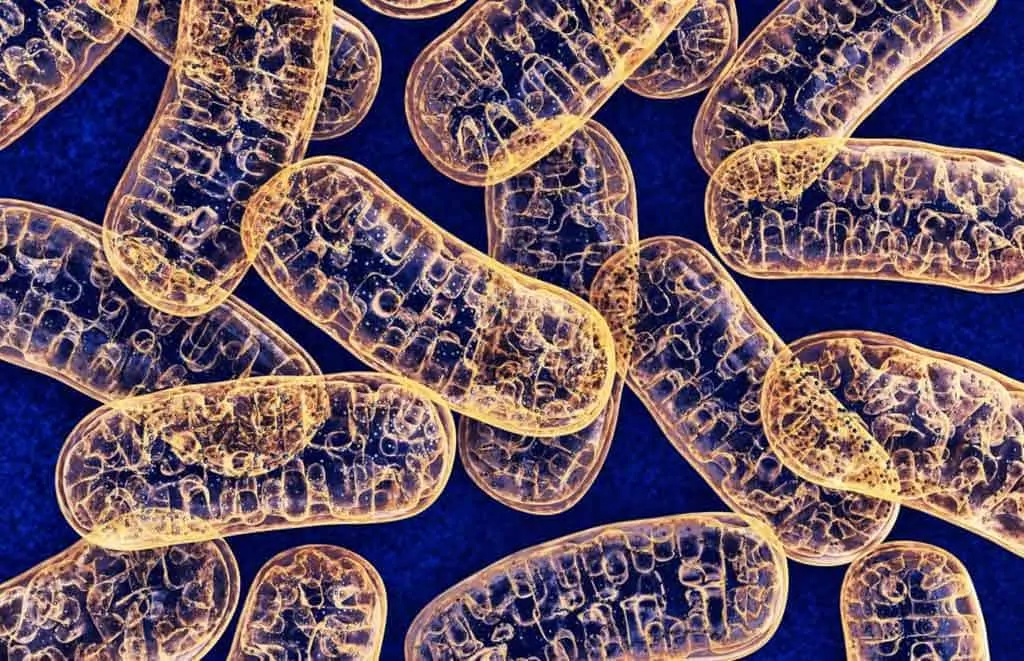 photo of mitochondria organelles under a microscope.
