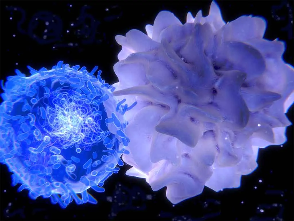 PHOTO OF T LYMPHOCYTE.