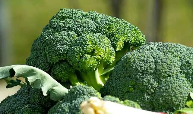 photo of fresh broccoli. Best vegetables on a keto diet.