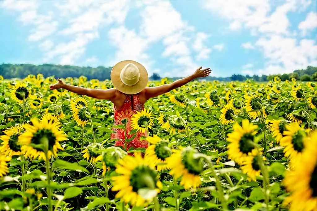 photo of lady throwing her hands in the air in joy in a field of sunflowers.