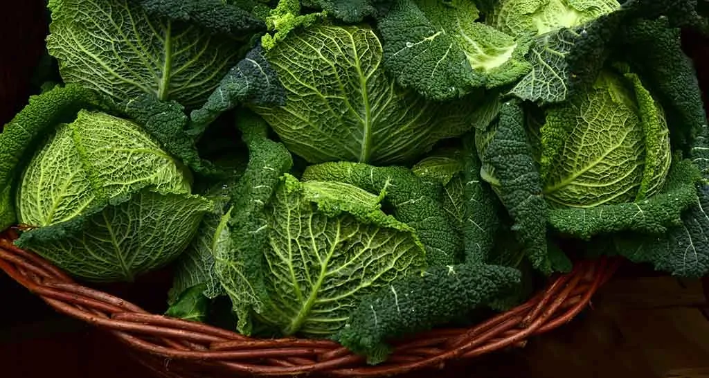 photo of savoy cabbages in a basket.