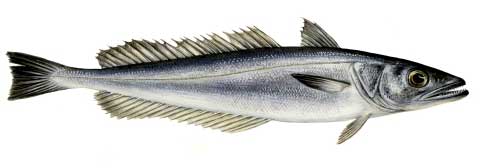 photo of a hake fish