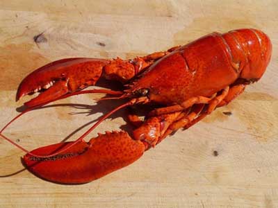 photo of a lobster: best fish and seafood on a keto diet