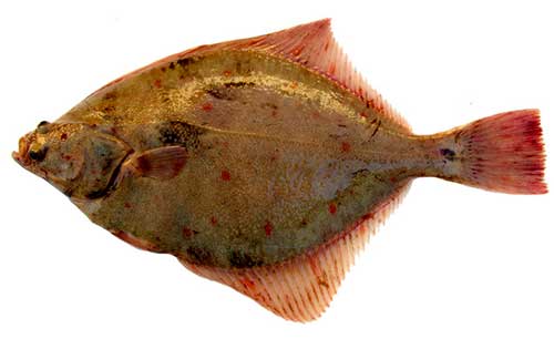 photo of a plaice: Best fish and seafood on a keto diet