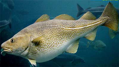 photo of a Cod Fish swimming in the Ocean