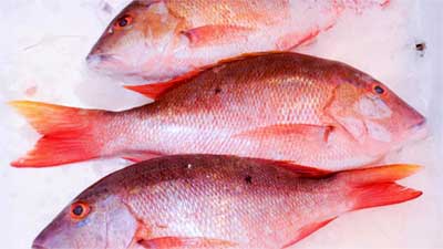 photo of red snapper fish: best fish and seafood on a keto diet.